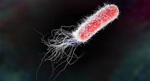 ecoli
