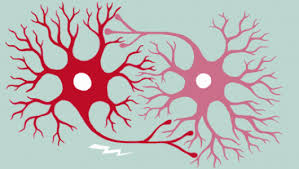 fundamental parts of a neuron